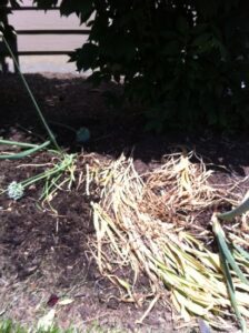 Time to Plant Garlic (With Growing Tips) Image